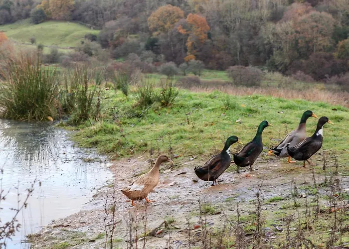 Vakantiehuis Meadowsweet *